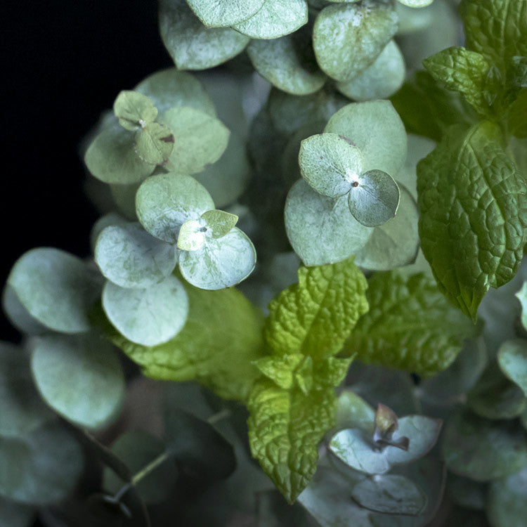 Peppermint and Eucalyptus