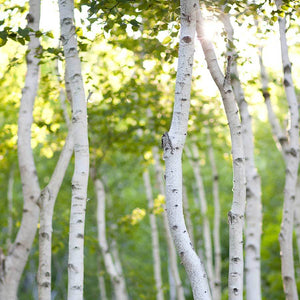 White Birch