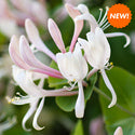 Honeysuckle Jasmine